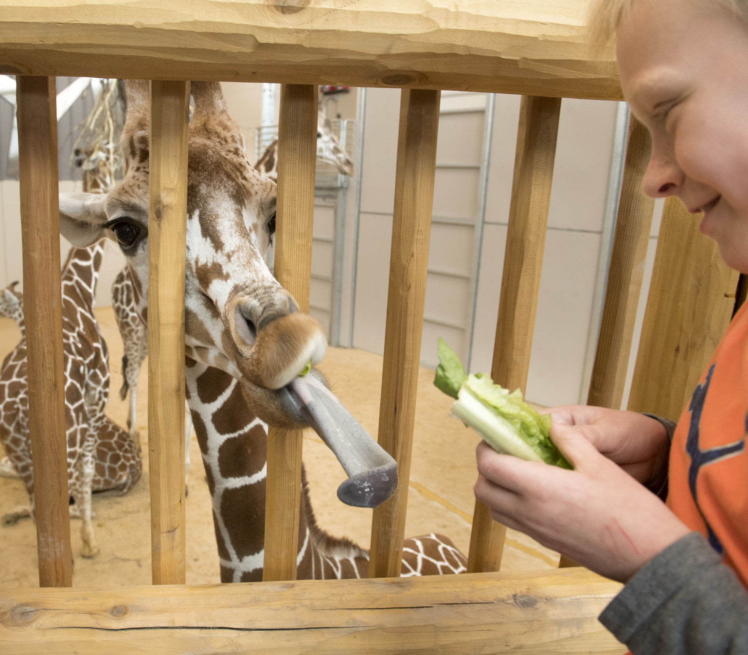 Lincoln Children's Zoo final preview